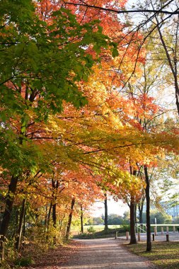 Sonbahar ağaçlarıyla dolu bir şehir parkında yol  