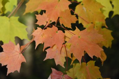 Kırmızı ve sarı sonbahar yaprakları