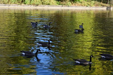 Sonbaharın arka planında göldeki kuşların üzerinde yüzen vahşi ördekler.,