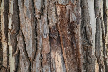 ağaç kabuğu ve arkaplan ve doku,