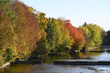 Sonbahar parkında nehirde yüzen yabani kazlar. 