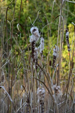 dry reeds and nature and swamp clipart