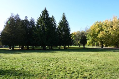 Ormanda güzel bir manzara sonbahar, sonbahar günü, sonbahar renkleri,