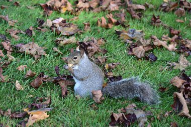 Sonbahar ormanında fındık yiyen sevimli vahşi sincap.   
