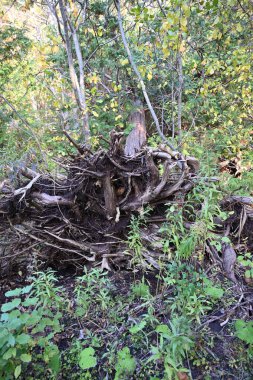 ormandaki bir ağaç köklerinin 