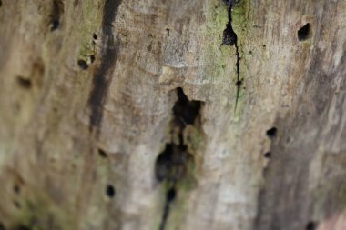 ağaç kabuğu ve arkaplan ve doku,