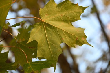 Kırmızı ve sarı sonbahar yaprakları