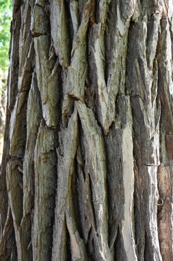 ağaç kabuğu ve arkaplan ve doku,