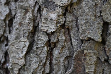 ağaç kabuğu ve arkaplan ve doku,