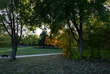 Ağaçlı bir şehir parkında sonbahar manzarası  