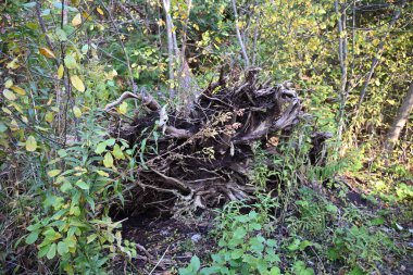 ormandaki bir ağaç köklerinin 