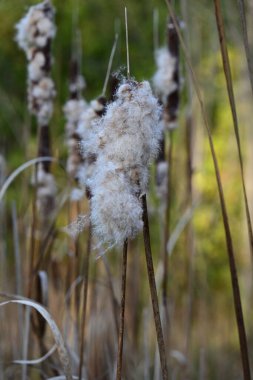 kuru sazlıklar, doğa ve bataklık.