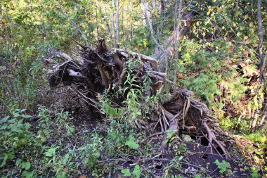 ormandaki bir ağaç köklerinin 