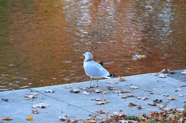 Sonbaharın arka planına karşı göldeki kuşlar,