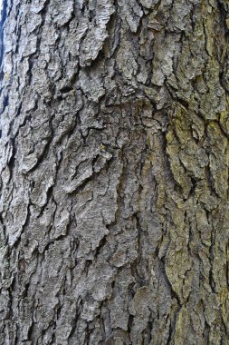 ağaç kabuğu ve arkaplan ve doku,