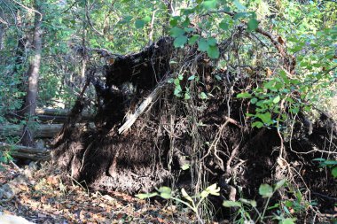 ağaç kabuğu ve arkaplan ve doku,
