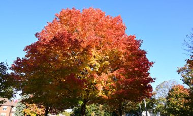 Ağaçlı bir şehir parkında sonbahar manzarası  