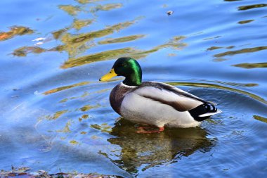 yaban ördekleri gölde yüzmek 