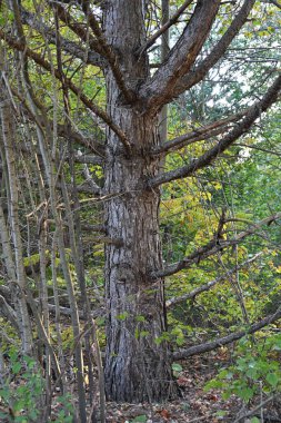 ağaç kabuğu ve arkaplan ve doku,