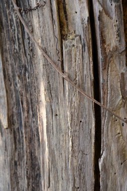 ağaç kabuğu ve arkaplan ve doku,