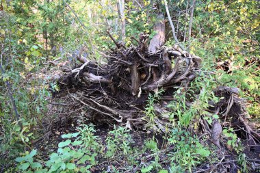 ormandaki bir ağaç köklerinin 
