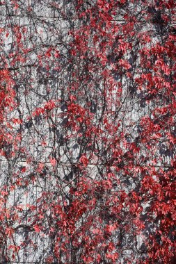 Sonbahar mevsiminde bitki ve ağaçlarla kaplı bir ev. 