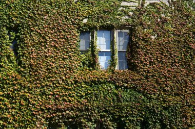 Sonbahar mevsiminde bitki ve ağaçlarla kaplı bir ev. 
