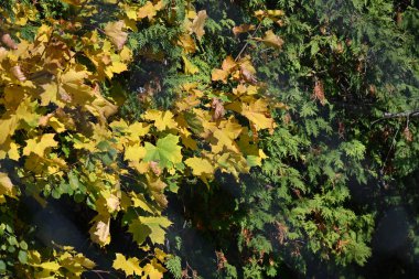 Ağaçlı bir şehir parkında sonbahar manzarası  
