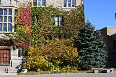 Sonbahar mevsiminde bitki ve ağaçlarla kaplı bir ev. 