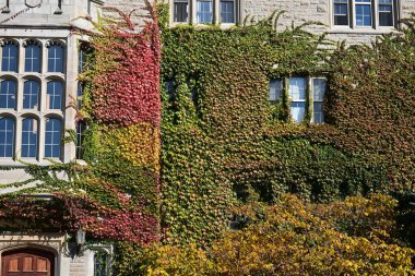 Sonbahar mevsiminde bitki ve ağaçlarla kaplı bir ev. 