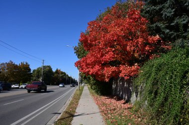 Sonbaharın arka planına karşı göldeki kuşlar,