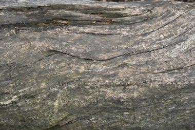 ağaç kabuğu ve arkaplan ve doku