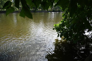 Yeşil şehir parkındaki sakin nehir manzarası