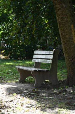 Yeşil şehir parkında boş ahşap bank