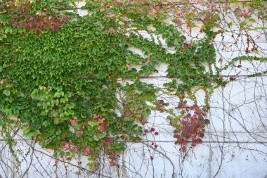 kırmızı ve sarı sonbahar yaprakları binanın arka planında