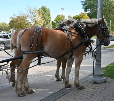 Şehirde at ve araba var.