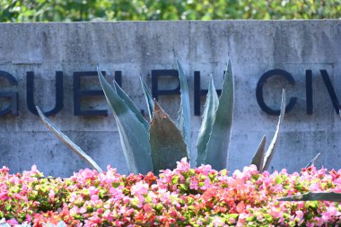 Parktaki bir çiçek tarhında birçok farklı dal var.