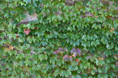 kırmızı ve sarı sonbahar yaprakları binanın arka planında