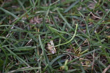 yeşil çimen ve arkaplan ve doku