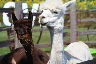 Çiftlikteki tüylü alpaka