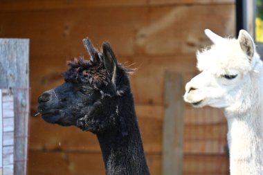 Çiftlikteki tüylü alpaka