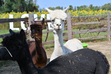 Çiftlikteki tüylü alpaka