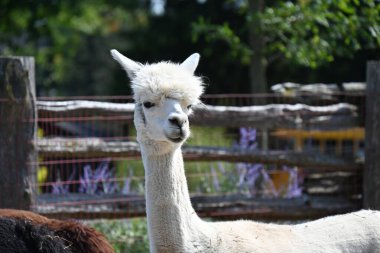 Çiftlikteki tüylü alpaka