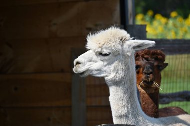 Çiftlikteki tüylü alpaka