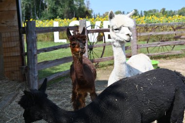 Çiftlikteki tüylü alpaka