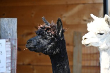 Çiftlikteki tüylü alpaka