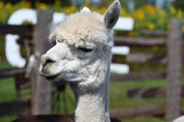 Çiftlikteki tüylü alpaka