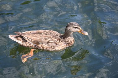 Suda yüzen ördek ve doğa,