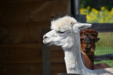 Çiftlikteki tüylü alpaka