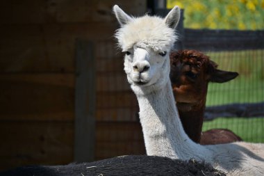 Çiftlikteki tüylü alpaka